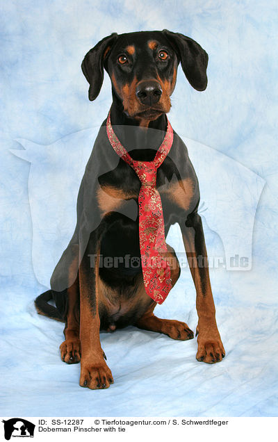 Dobermann mit Krawatte / Doberman Pinscher with tie / SS-12287