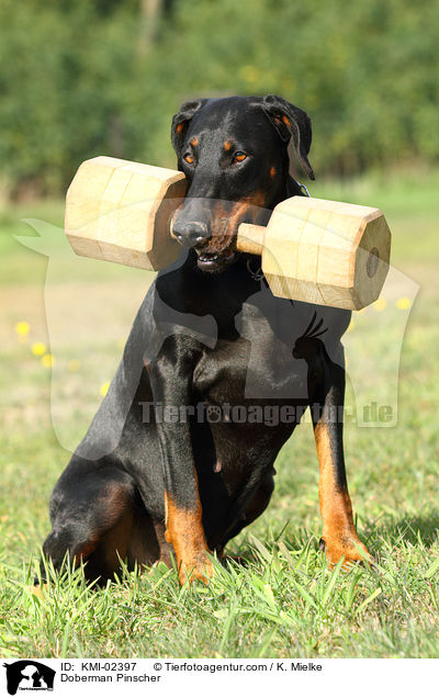 Dobermann / Doberman Pinscher / KMI-02397