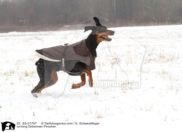 rennender Dobermann / running Doberman Pinscher / SS-31797