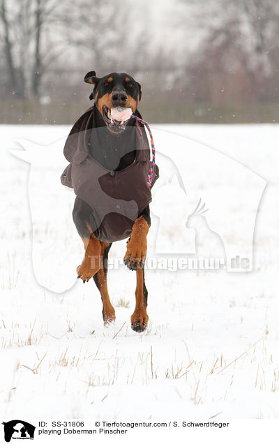 spielender Dobermann / playing Doberman Pinscher / SS-31806