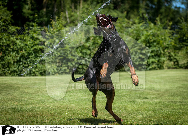 spielender Dobermann / playing Doberman Pinscher / CDE-02585