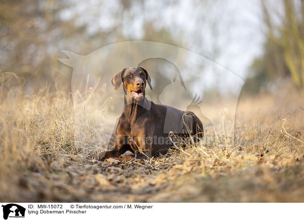 liegender Doberman / lying Doberman Pinscher / MW-15072