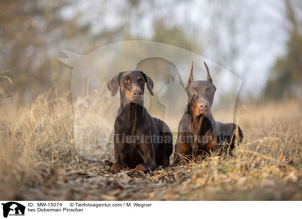 zwei Dobermnner / two Doberman Pinscher / MW-15074