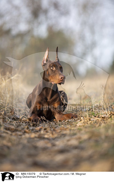 liegender Doberman / lying Doberman Pinscher / MW-15079