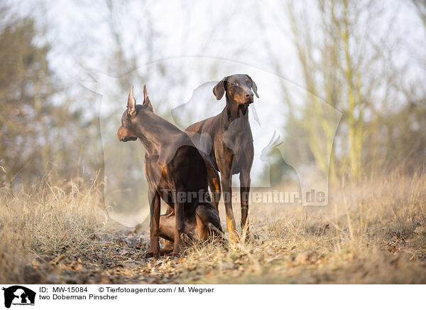 zwei Dobermnner / two Doberman Pinscher / MW-15084