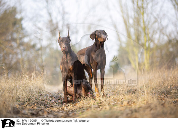 zwei Dobermnner / two Doberman Pinscher / MW-15085