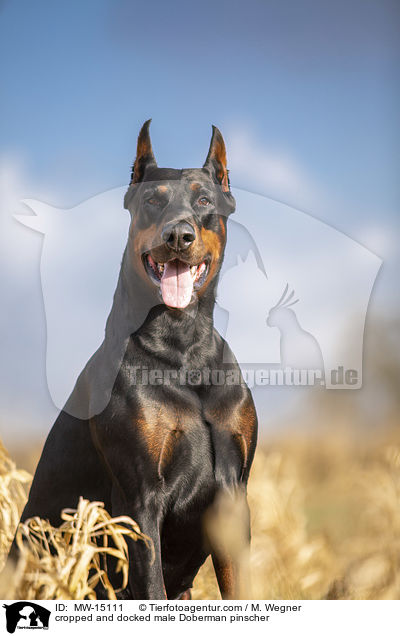 cropped and docked male Doberman pinscher / MW-15111