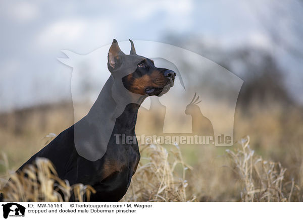 cropped and docked male Doberman pinscher / MW-15154
