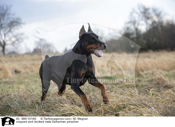 cropped and docked male Doberman pinscher / MW-15169