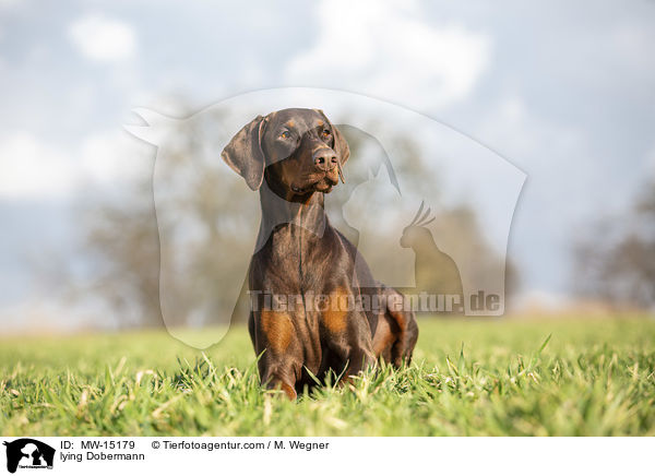 Dobermann liegt im Gras / lying Dobermann / MW-15179