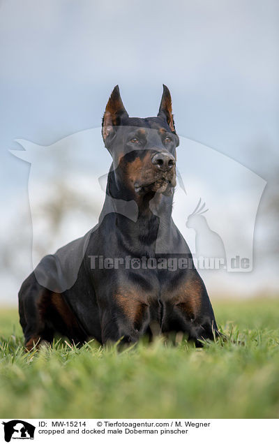 cropped and docked male Doberman pinscher / MW-15214