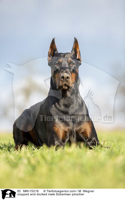 cropped and docked male Doberman pinscher / MW-15216