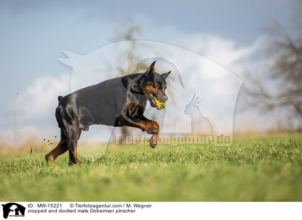 cropped and docked male Doberman pinscher / MW-15221