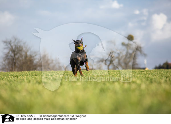 cropped and docked male Doberman pinscher / MW-15222