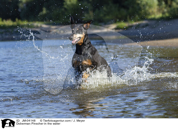 Dobermann im Wasser / Doberman Pinscher in the water / JM-04148