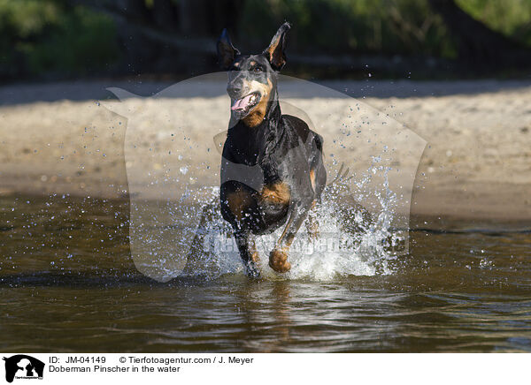 Dobermann im Wasser / Doberman Pinscher in the water / JM-04149