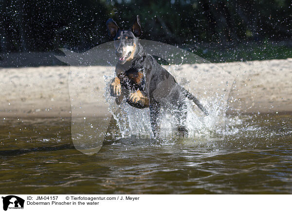 Dobermann im Wasser / Doberman Pinscher in the water / JM-04157