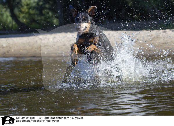 Dobermann im Wasser / Doberman Pinscher in the water / JM-04158