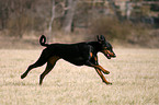 running Doberman Pinscher