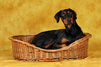 Doberman Pinscher in basket