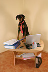 Doberman Pinscher as Business Dog