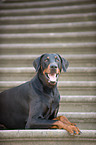 Doberman Pinscher