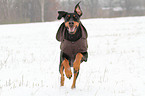 running Doberman Pinscher