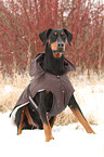 sitting Doberman Pinscher