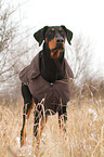 Doberman Pinscher