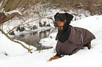 lying Doberman Pinscher