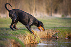 Doberman Pinscher