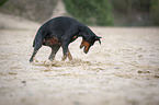 Doberman Pinscher