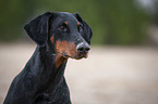 Doberman Pinscher Portrait