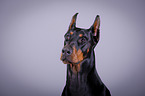 Doberman Pinscher Portrait