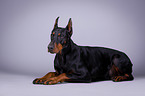 lying Doberman Pinscher