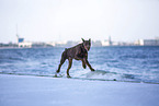 Doberman Pinscher at the baltic sea