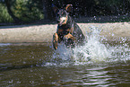 Doberman Pinscher in the water