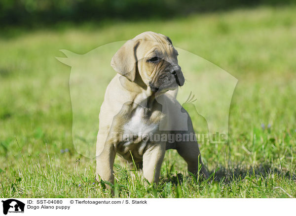 Dogo Alano puppy / SST-04080