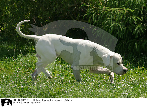 rennender Dogo Argentino / running Dogo Argentino / RR-07184