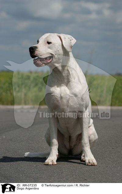 Dogo Argentino / Dogo Argentino / RR-07235