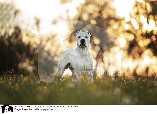 Dogo Argentino with cropped ears / LB-01869