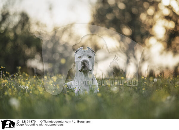 Dogo Argentino with cropped ears / LB-01870