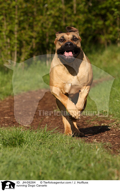 running Dogo Canario / JH-09284