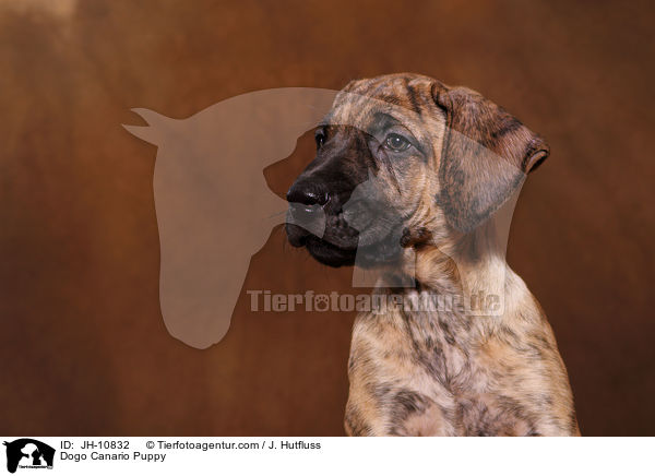Dogo Canario Puppy / JH-10832