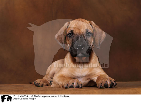 Dogo Canario Puppy / JH-10834