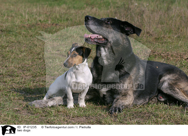 Zwei Hunde / two dogs / IP-01235