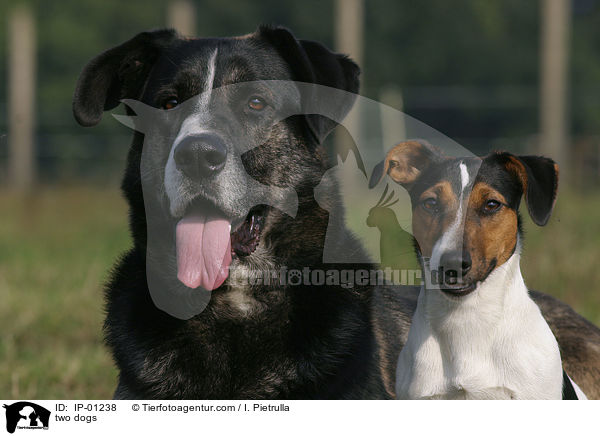 Zwei Hunde / two dogs / IP-01238