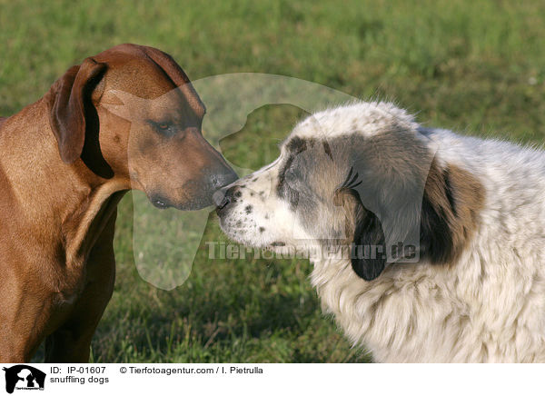 Hunde schnuppern sich / snuffling dogs / IP-01607