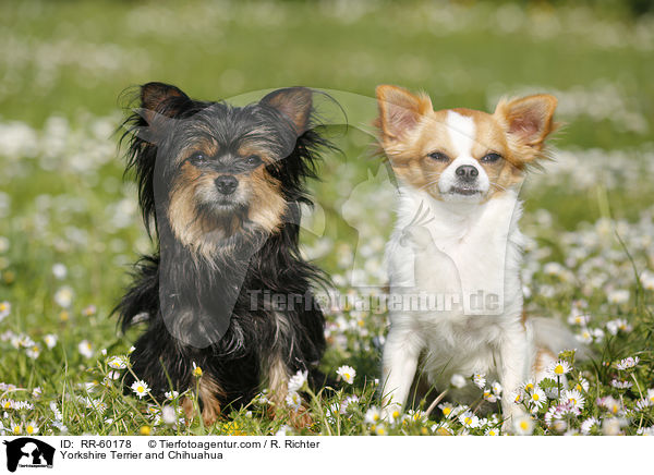 Yorkshire Terrier und Chihuahua / Yorkshire Terrier and Chihuahua / RR-60178