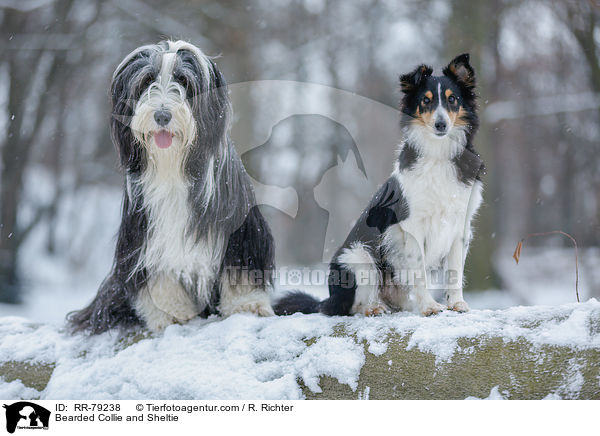 Bearded Collie and Sheltie / RR-79238